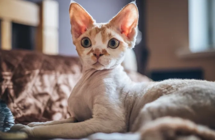 Devon Rex personality