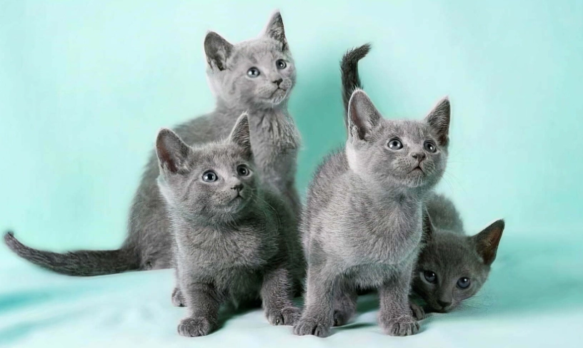 hypoallergenic kitten