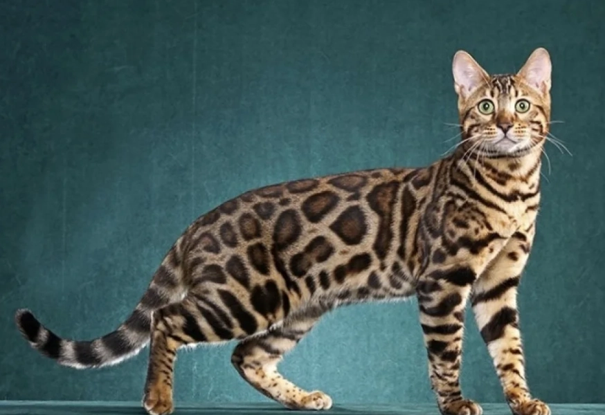 Bengal cats as family pets