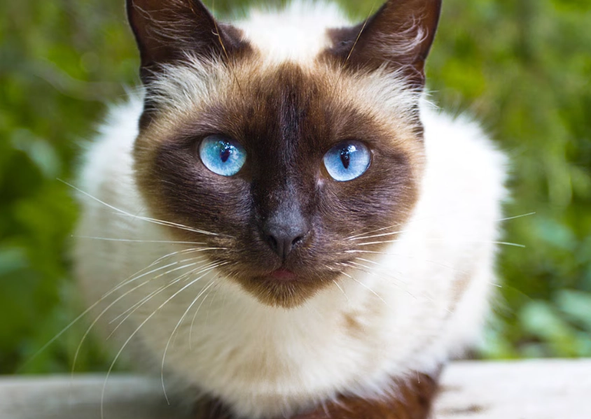 Siamese cat personality