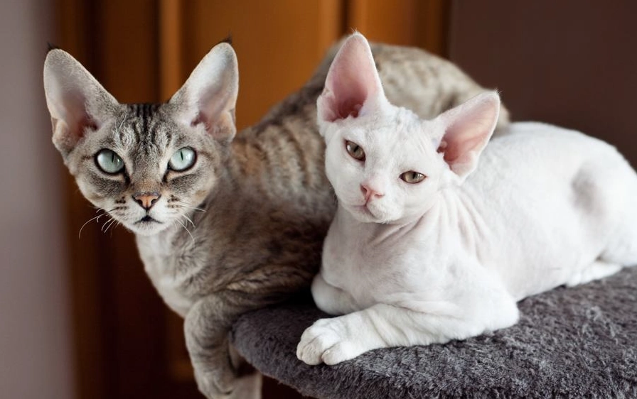 Devon Rex cat allergies