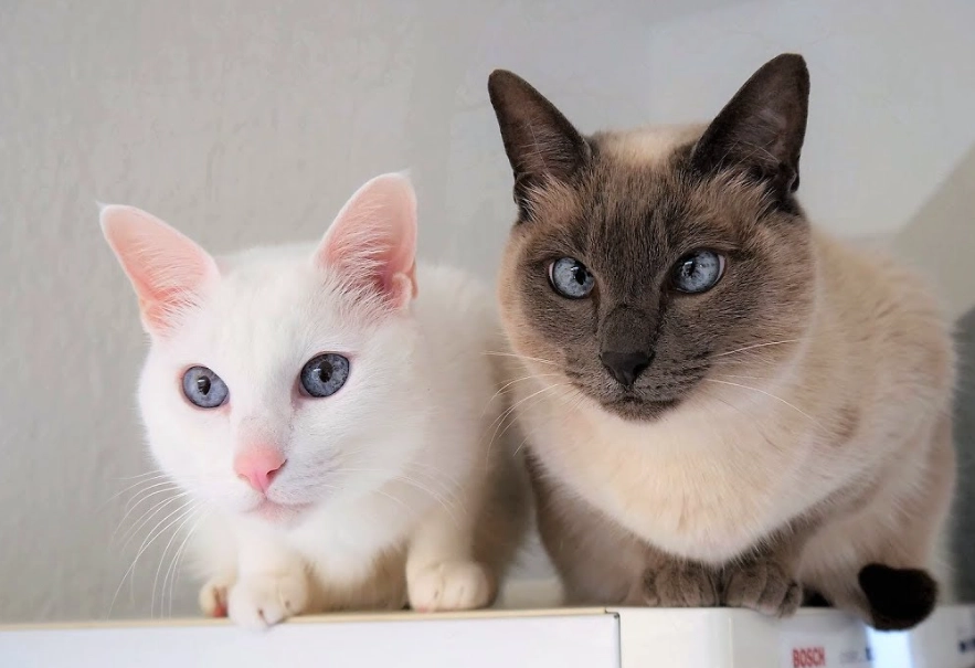Siamese cat personality