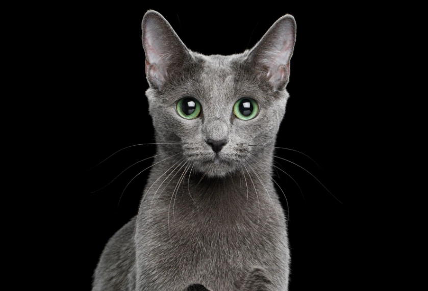 are russian blue cats friendly