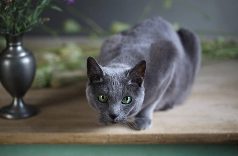 Russian Blue kitten cost