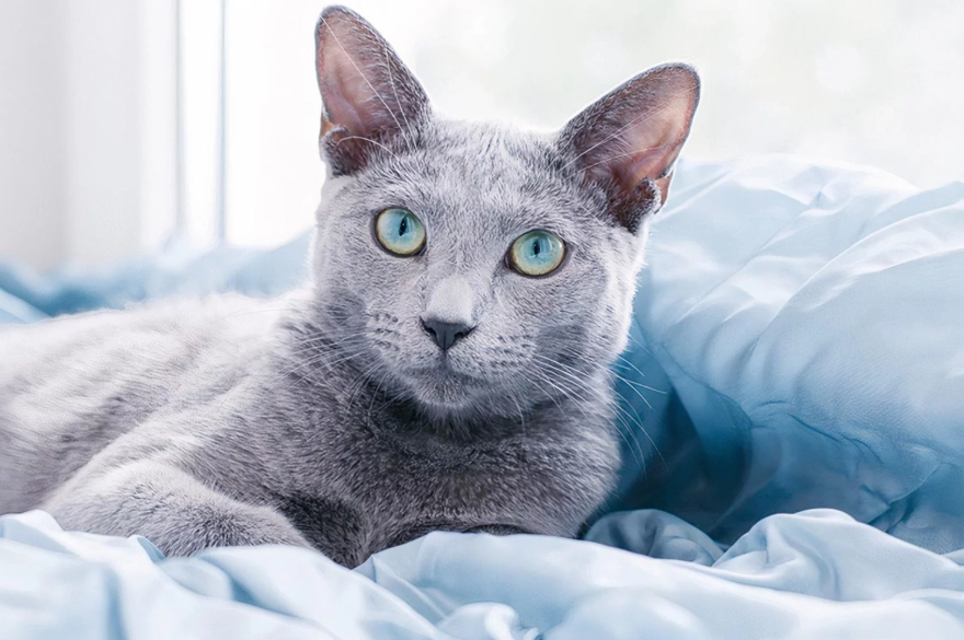 russian blue cat personality