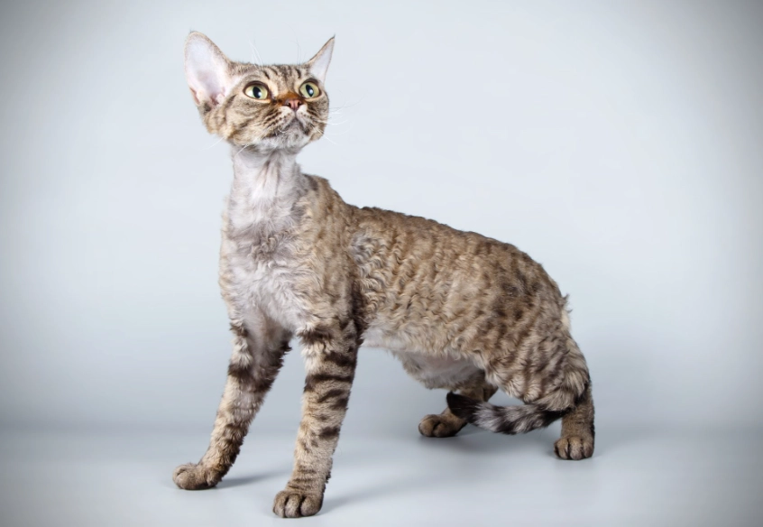 Devon Rex personality