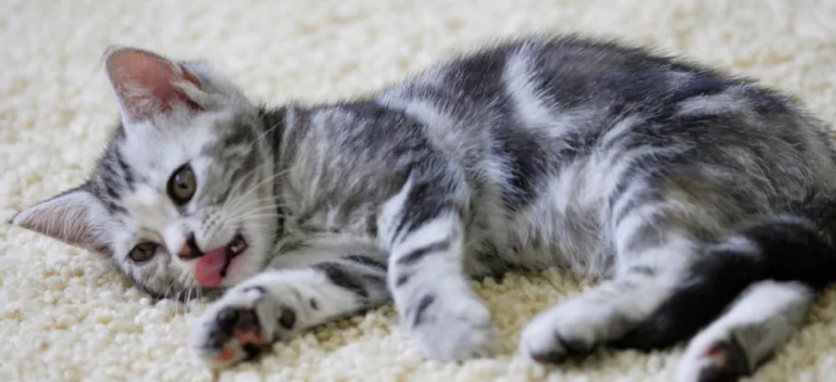 American Shorthair cost American Shorthair cost