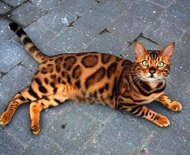 Are Bengal cats good house cats?