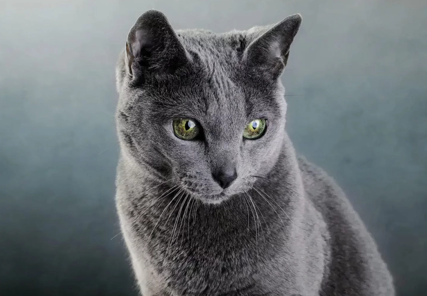 russian blue temperament