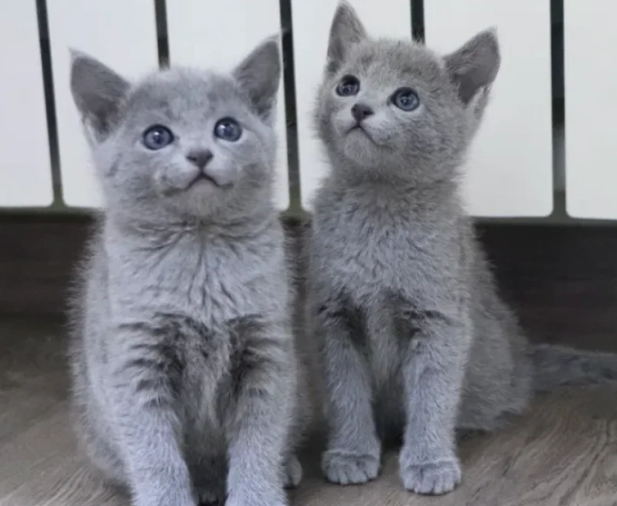 Russian Blue cat personality