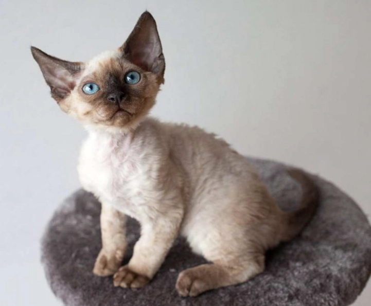 devon rex care