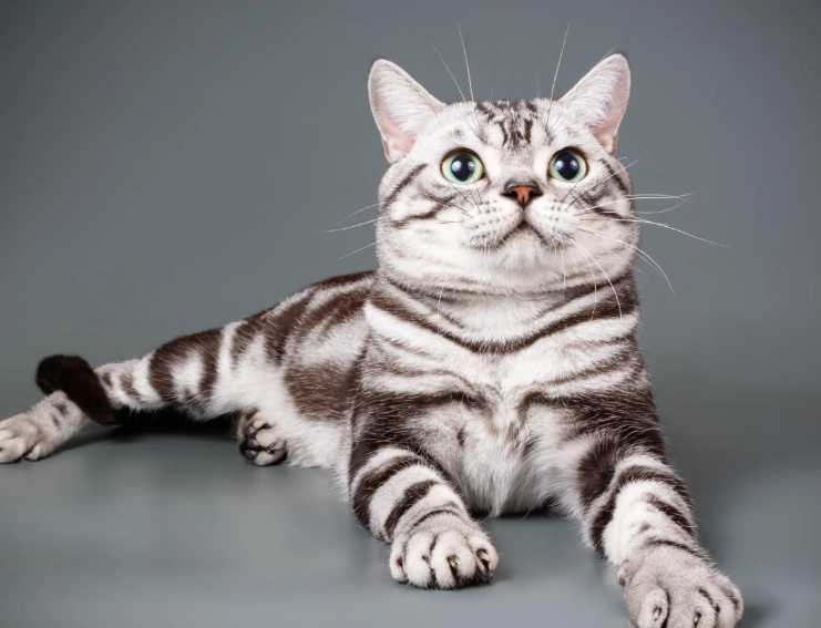 American Shorthair cost American Shorthair cost