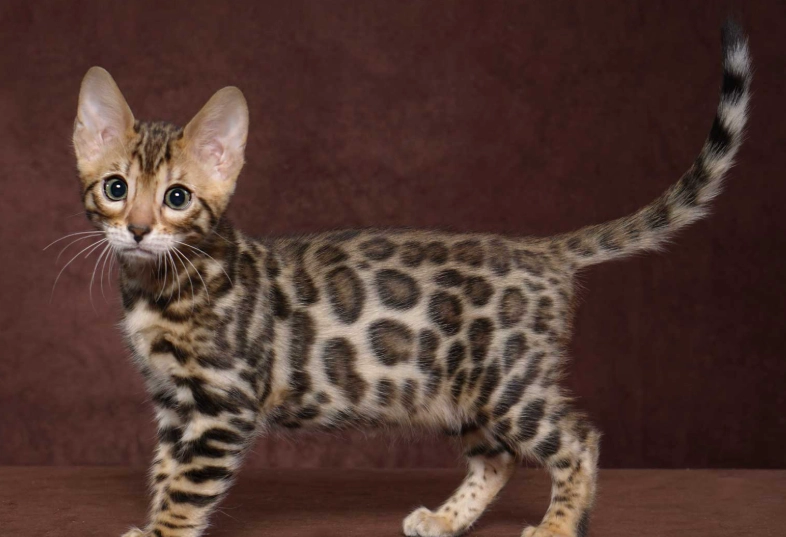 Bengal cat temperament