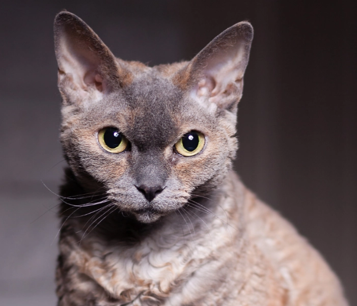 devon rex black