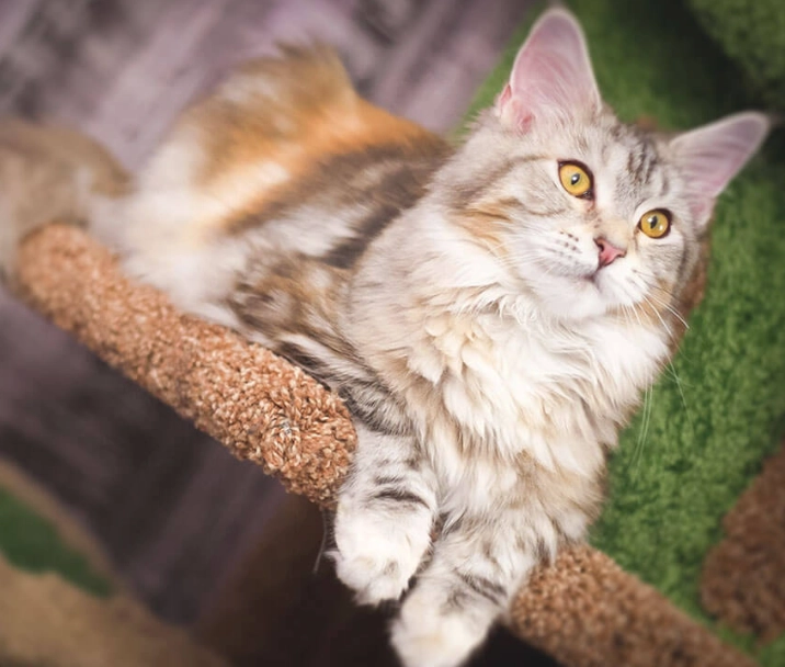 Maine Coon care