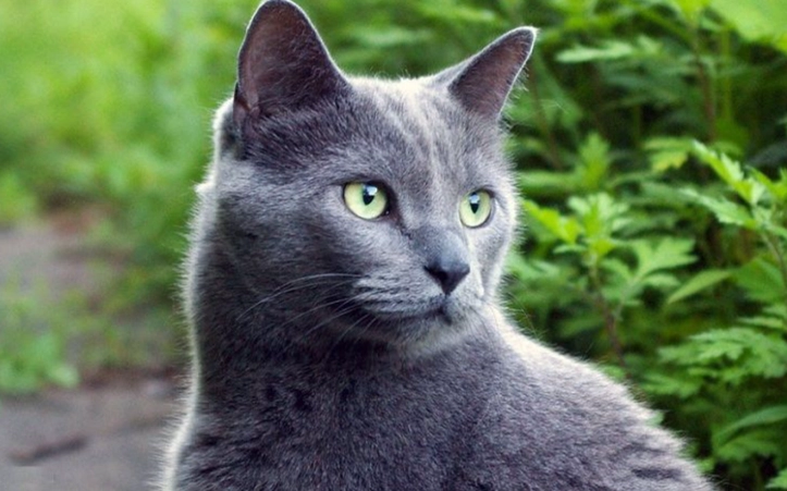 How expensive are Russian Blue cats?