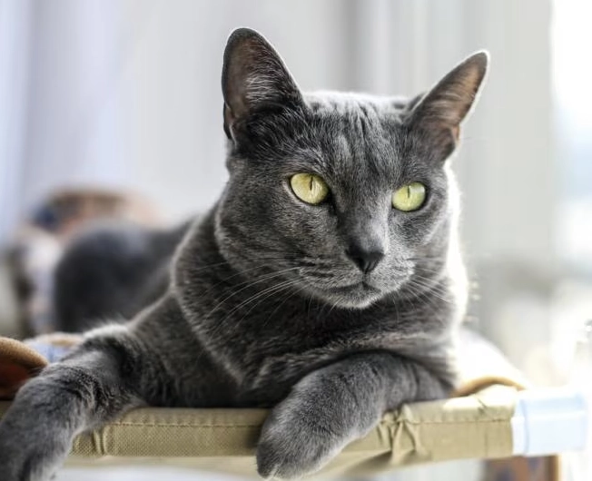 hypoallergenic cats hypoallergenic cats