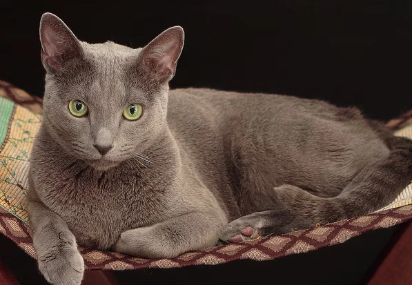 Russian Blue good with kids Russian Blue good with kids