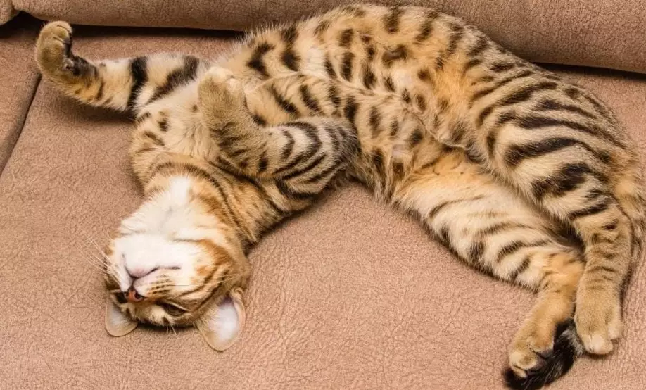 Bengal tabby cat