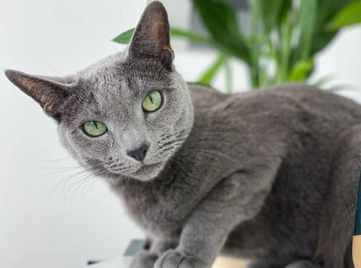 hypoallergenic cats hypoallergenic cats