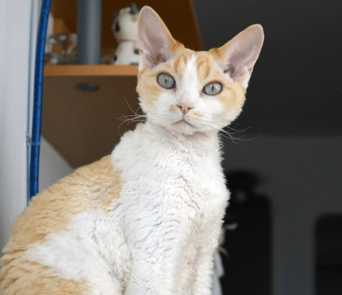 hypoallergenic cat breeds