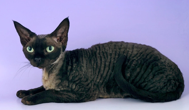 Devon Rex cat black