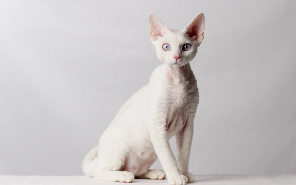 low allergy cats low allergy cats