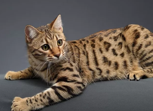 caring for Bengal cats