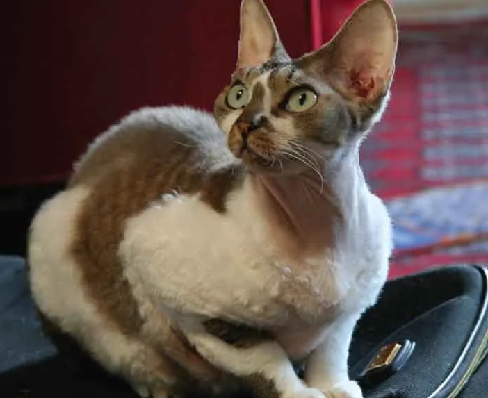 hypoallergenic cat breeds