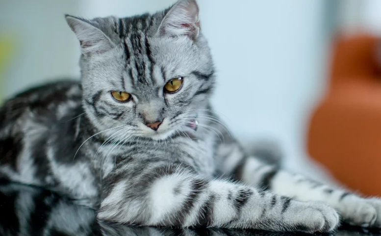 adopt American Shorthair adopt American Shorthair