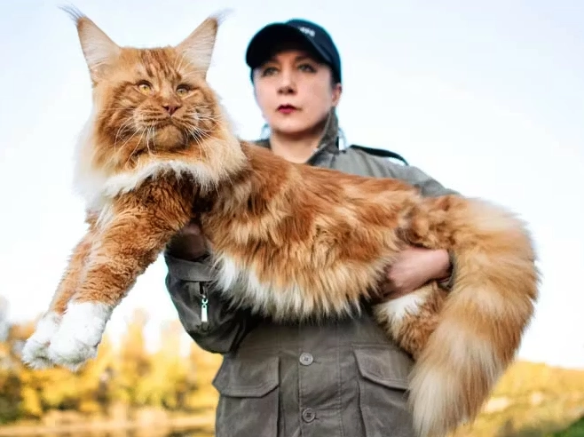 Are Maine Coon cats good pets?