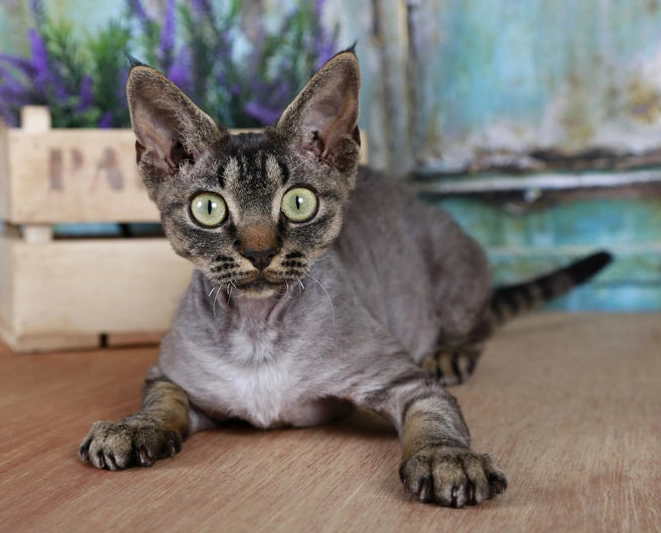 Is Devon Rex cat hypoallergenic?