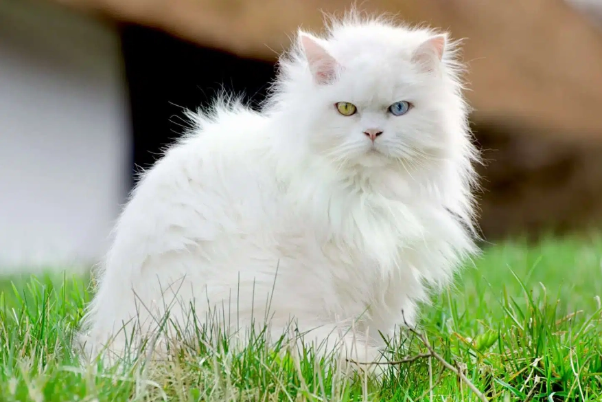 Angora cats cuddly Angora cats cuddly