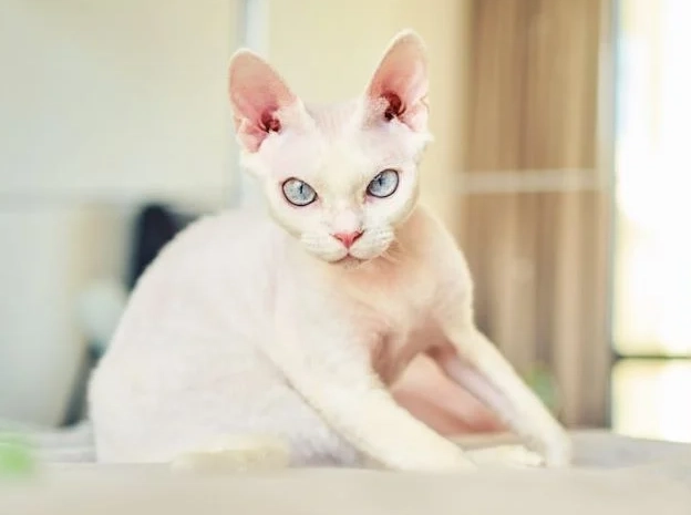 Devon Rex hypoallergenic