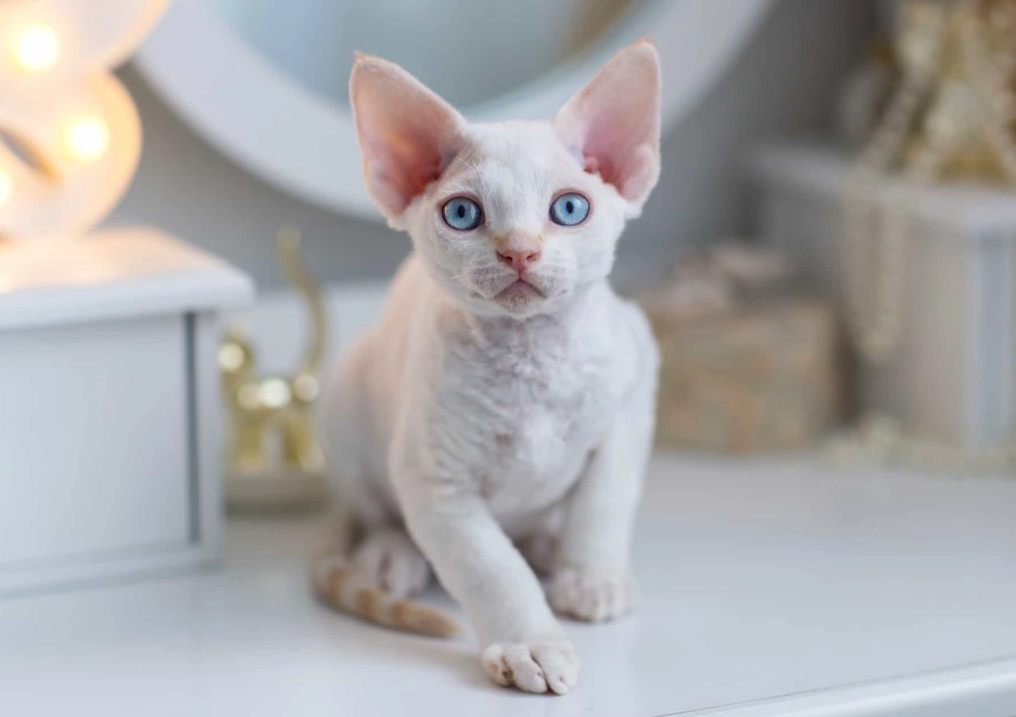 Devon Rex kitten cost