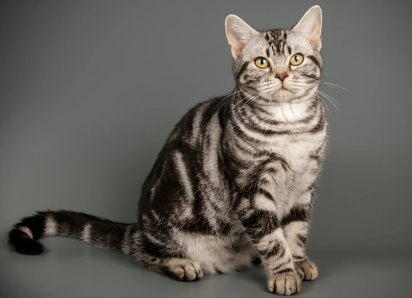 American Shorthair cat price American Shorthair cat price