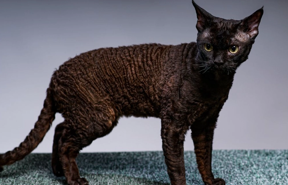 devon rex black