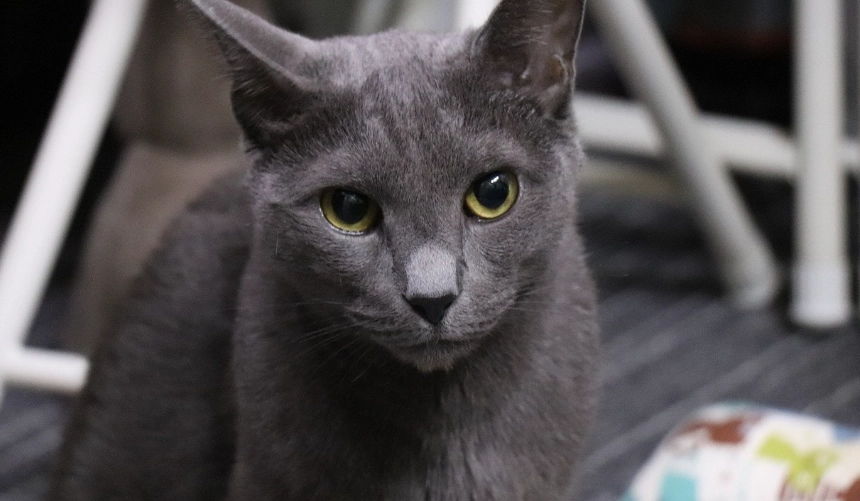 russian blue temperament
