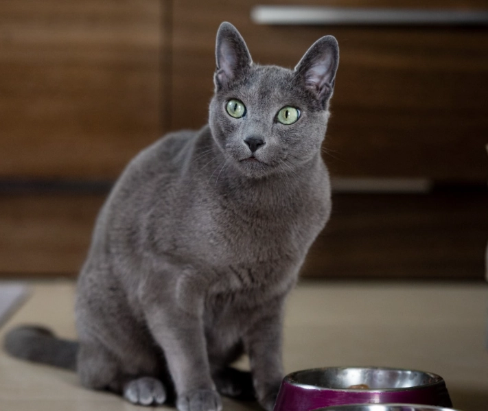 Are Russian Blue cats good pets?