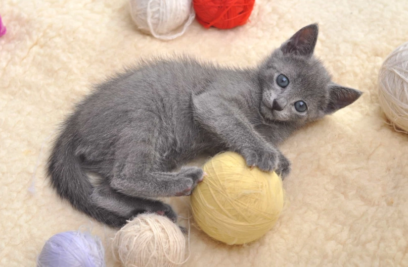 Russian Blue cat cost