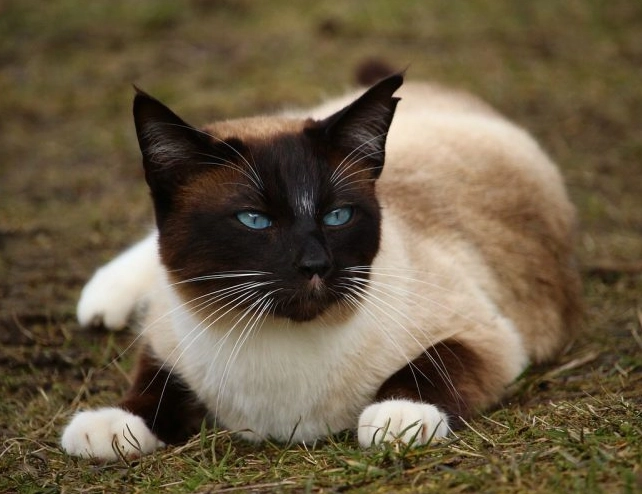 Siamese cat colors Siamese cat colors