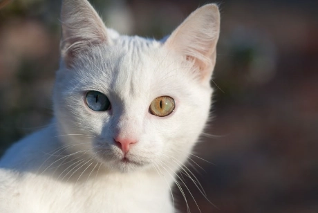 white Russian cat lifespan