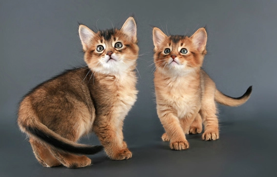 Somali cat care