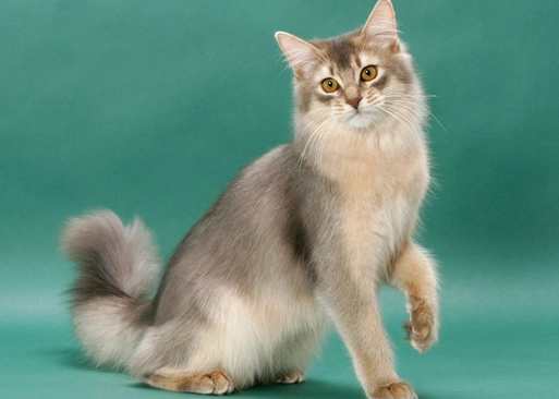 rare cat breeds