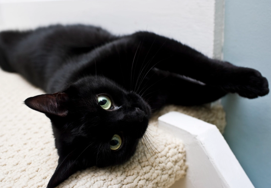 Black American Shorthair cat