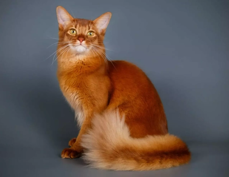 Somali cat coat patterns