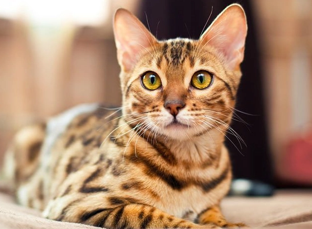 are Bengal cats good pets