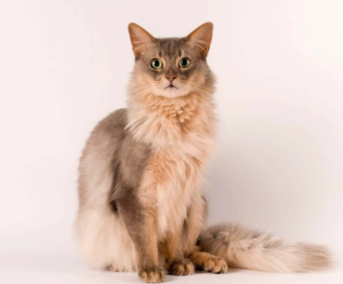 Somali cat colors
