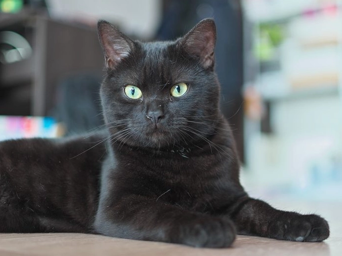 black american shorthair cat