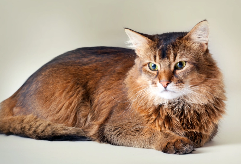 Somali cat care